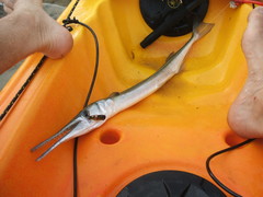 Tylosurus gavialoides