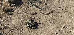 Pituophis catenifer annectens