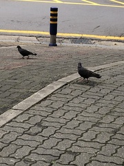 Columba livia domestica