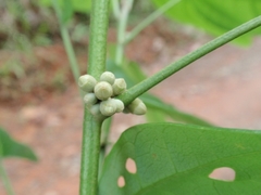 Hampea micrantha