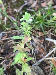 Veronica arvensis