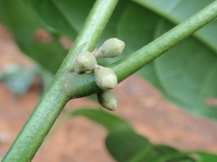 Hampea micrantha