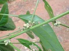 Hampea micrantha