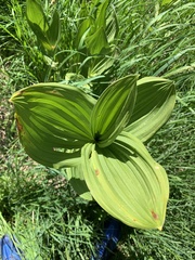 Veratrum californicum