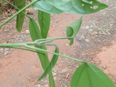 Hampea micrantha