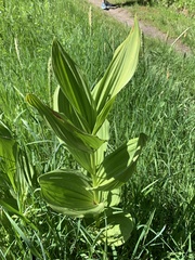 Veratrum californicum