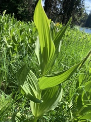 Veratrum californicum