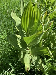 Veratrum californicum