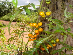 Solanum atropurpureum