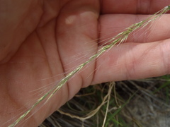 Muhlenbergia microsperma