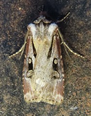 Agrotis vancouverensis
