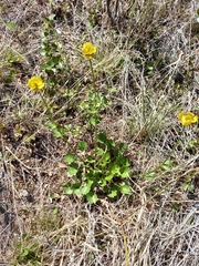 Ranunculus sulphureus