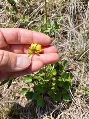 Ranunculus sulphureus