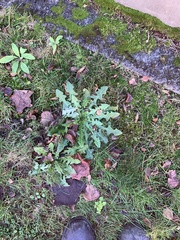 Hypochaeris radicata