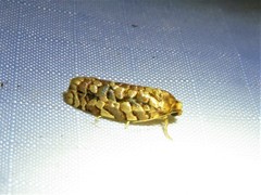 Choristoneura houstonana