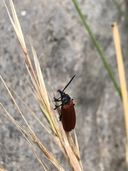 Macrolygistopterus rubripennis