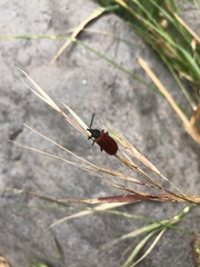 Macrolygistopterus rubripennis