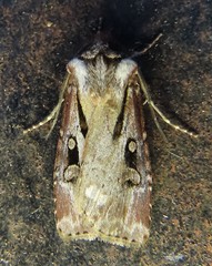 Agrotis vancouverensis