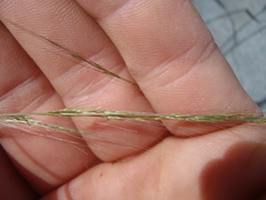Muhlenbergia microsperma