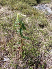 Koenigia tripterocarpa