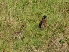 Colinus nigrogularis