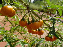 Solanum atropurpureum
