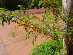 Solanum atropurpureum