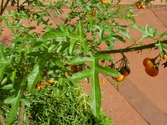 Solanum atropurpureum