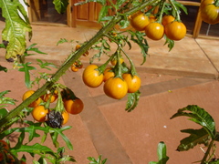 Solanum atropurpureum