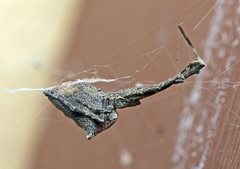 Uloborus barbipes