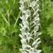 White Bog Orchid - Photo (c) Jenifer Shapland, some rights reserved (CC BY-NC), uploaded by Jenifer Shapland