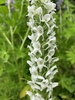 White Bog Orchid - Photo (c) Jenifer Shapland, some rights reserved (CC BY-NC), uploaded by Jenifer Shapland