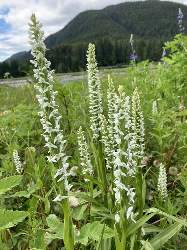 Platanthera dilatata