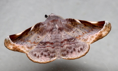 Oenochroma turneri