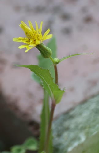 photo of Common Sow-thistle (Sonchus oleraceus)