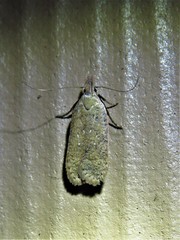 Dichomeris ventrellus