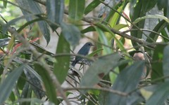 Cyornis unicolor
