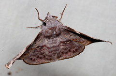 Oenochroma turneri