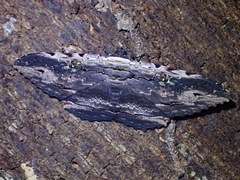 Anisoneura aluco
