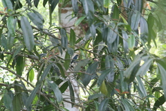 Cyornis unicolor