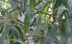 Cyornis unicolor