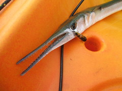 Tylosurus gavialoides