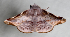 Oenochroma turneri