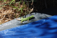 Liolaemus cyanogaster