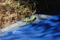 Liolaemus cyanogaster