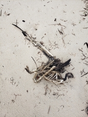 Pelecanus occidentalis