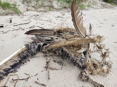 Pelecanus occidentalis