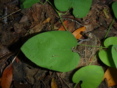 Aristolochia californica