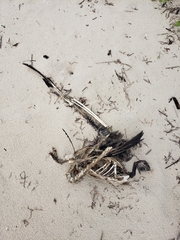 Pelecanus occidentalis