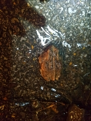Anaxyrus americanus charlesmithi